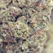 Green Gelato 20% Gold