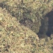 Tropical Kush 20% Gold