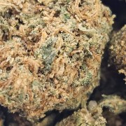Blueberry 5% Gold