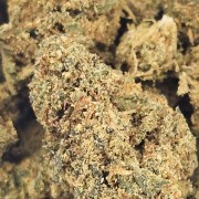 Blueberry 10% Gold