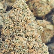 Mango Mango