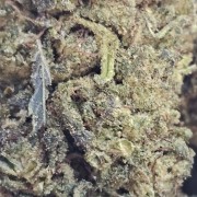 Harlequin 30% Gold