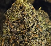 Purple Mango 20% Gold