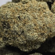 Northern Lemon
