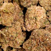 Small Hydro Lemon 20% Gold
