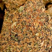 Northern Mango 20% Gold