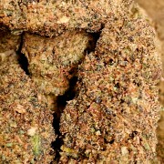 Tropical 20% Gold