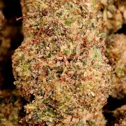 Pepper Jack Haze 30% Gold