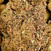 Honey Cream 30% Gold