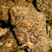 Orange Bud 10% Gold