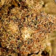 Sinaloa 20% Gold
