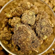 Mango 30% Gold