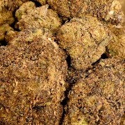 Mango 30% Gold