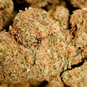 White Widow 5% Gold