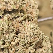Candy Fruit Premium