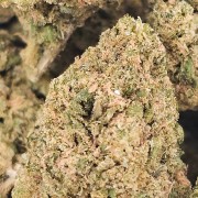 Honey Kush