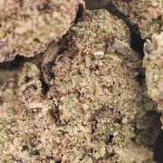 Gorilla Glue