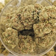 White Widow