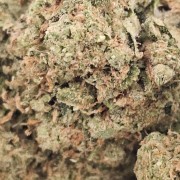 White Widow