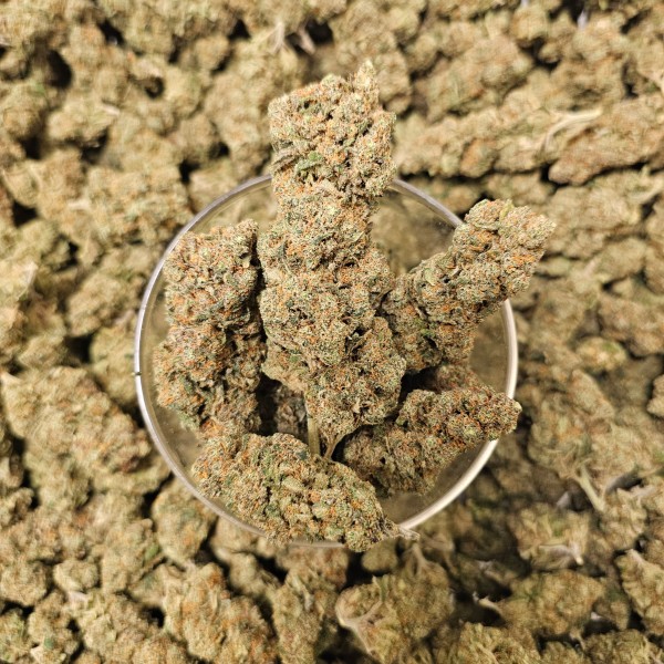 Gelato RS Premium