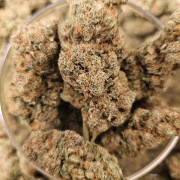Gelato RS Premium
