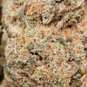 Gelato RS Premium