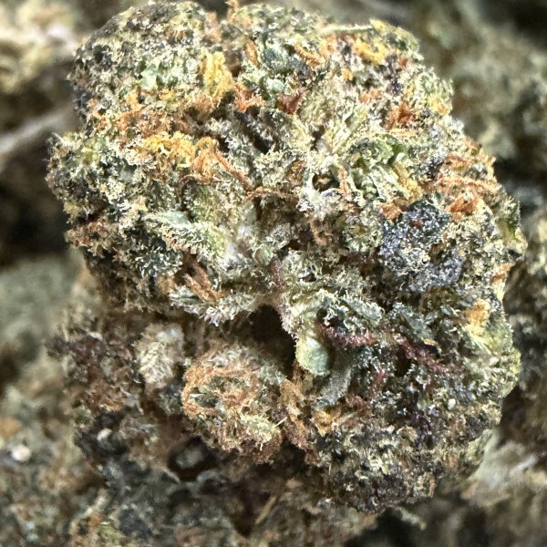 Gelato RS 20% Gold