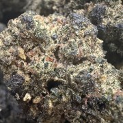 Candy Fruit 30% Gold
