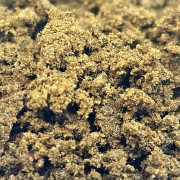 Pollen H4-V2 CBD Pollen H4-V2 CBD