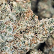 White Widow 5% Gold White Widow 5% Gold