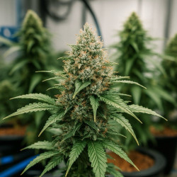 Hydro